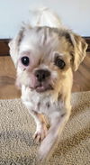 Izzy