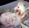 Dotty