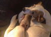 Thelma