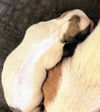 Thelma's Pup- (Dexter)