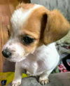 Thelma's Pup- (Dexter)