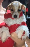 Thelma's Pup- (Dexter)
