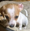 Thelma's Pup- (Dexter)