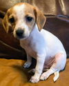 Thelma's Pup- (Dexter)