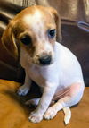 Thelma's Pup- (Dexter)