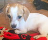 Thelma's Pup- (Dexter)