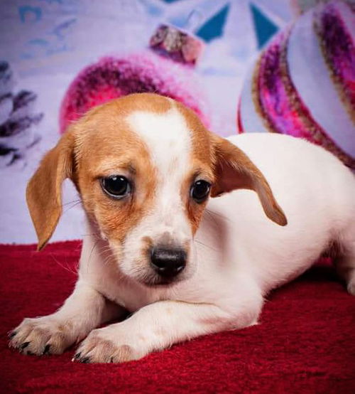 Thelma's Pup- (Dexter)
