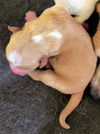 Thelma's Pup- (Sherlock)