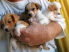 Thelma's Pup- (Sherlock)