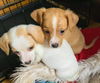 Thelma's Pup- (Sherlock)