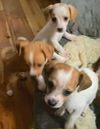 Thelma's Pup- (Sherlock)