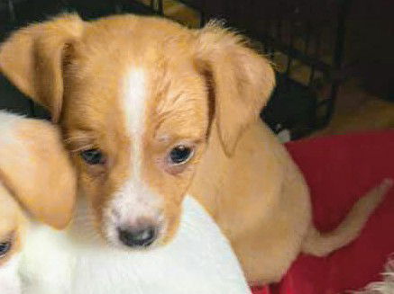Thelma's Pup- (Sherlock)