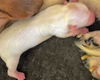 Thelma's Pup- (Louise)