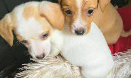 Thelma's Pup- (Louise)