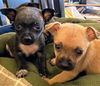 Grace's Pup (Benson)