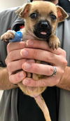 Grace's Pup (Benson)