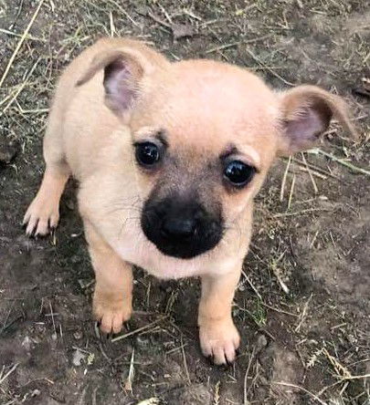 Grace's Pup (Benson)