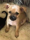 Grace's Pup (Benson)