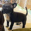 Grace's Pup (Bailey C)