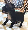Grace's Pup (Bailey C)