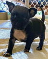 Grace's Pup (Bailey C)