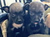 Grace's Pup (Bailey C)