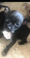 Grace's Pup (Bailey C)