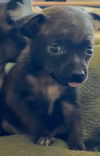 Grace's Pup (Bailey C)