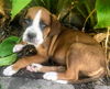 Ava’s Puppy (Tucker)