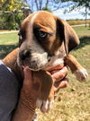Ava’s Puppy (Tucker)