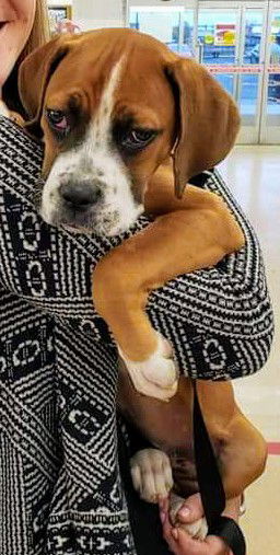 Ava’s Puppy (Tucker)