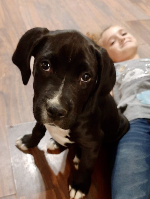 Ava’s Pup (Rocky III)