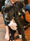 Ava’s Pup (Rocky III)