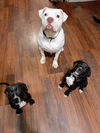 Ava’s Pup (Rocky III)