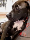 Ava’s Pup (Rocky III)