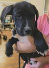 Ava’s Pup (Rocky III)