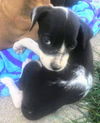 Ava’s Pup (Ninja)