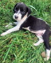 Ava’s Pup (Ninja)