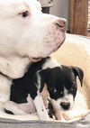 Ava’s Pup (Ninja)