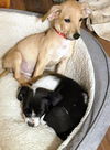 Ava’s Pup (Ninja)