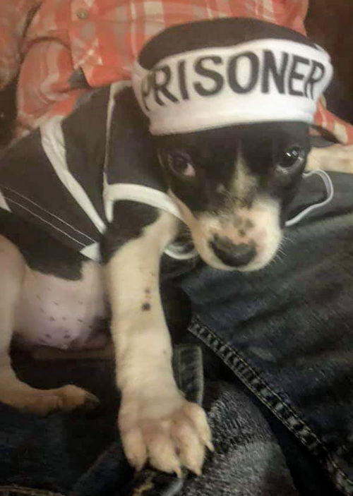 Ava’s Pup (Ninja)