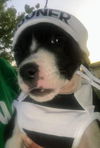 Ava’s Pup (Ninja)