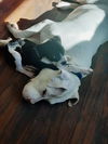 Ava’s Pup (Ninja)