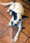 Dreamy's Pup (Pepper)