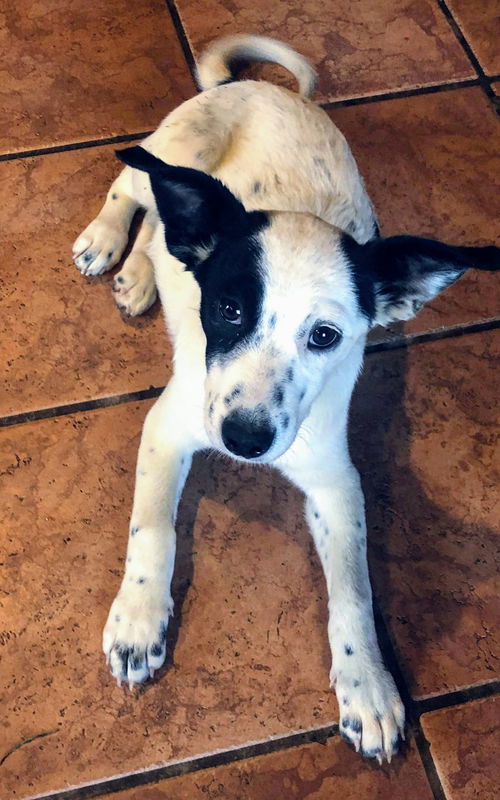 Dreamy's Pup (Pepper)