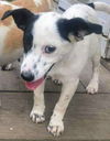 Dreamy's Pup (Pepper)