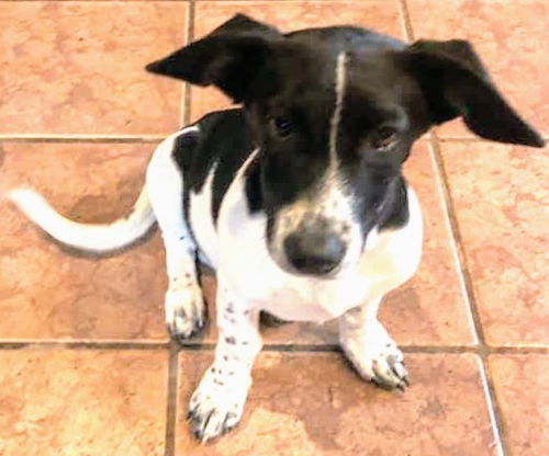 Dreamy's Pup (Oreo)
