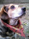 Charlie B