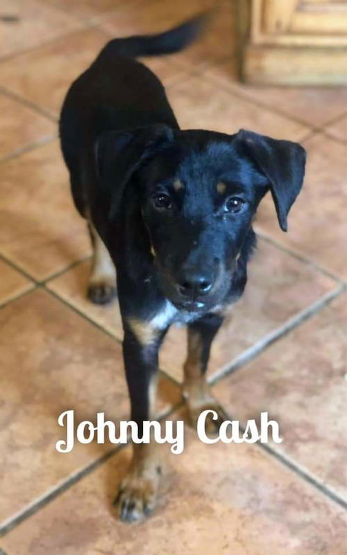 Pearl's pup (Johnny Cash)