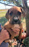 Ava's Pup (Apollo)